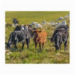 Cows At Countryside, Maldonado Department, Uruguay Small Glasses Cloth Front