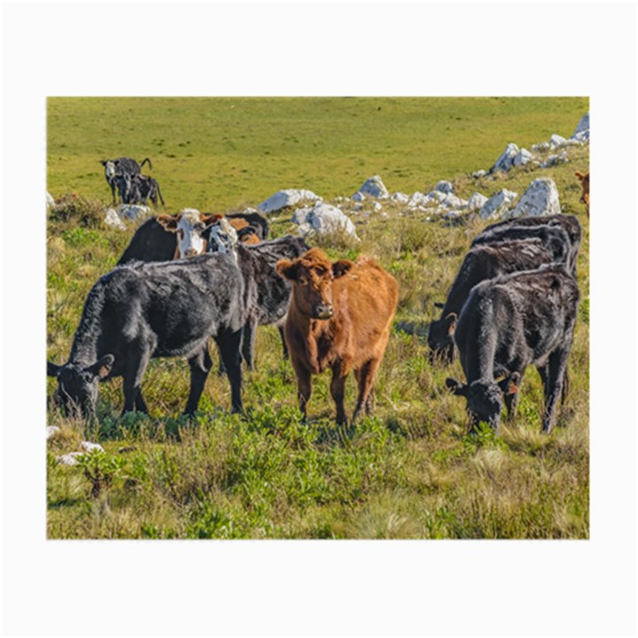 Cows At Countryside, Maldonado Department, Uruguay Small Glasses Cloth