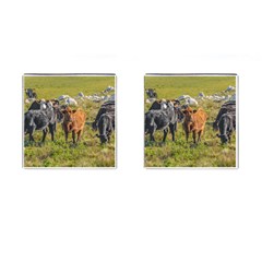 Cows At Countryside, Maldonado Department, Uruguay Cufflinks (square) by dflcprints