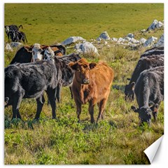 Cows At Countryside, Maldonado Department, Uruguay Canvas 12  X 12  by dflcprints