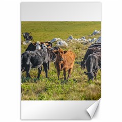 Cows At Countryside, Maldonado Department, Uruguay Canvas 12  X 18  by dflcprints