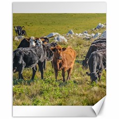 Cows At Countryside, Maldonado Department, Uruguay Canvas 16  X 20  by dflcprints