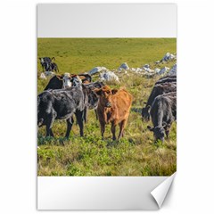 Cows At Countryside, Maldonado Department, Uruguay Canvas 20  X 30  by dflcprints