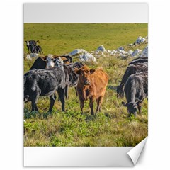 Cows At Countryside, Maldonado Department, Uruguay Canvas 36  X 48  by dflcprints