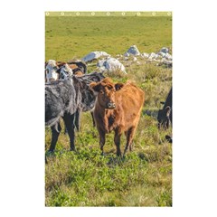 Cows At Countryside, Maldonado Department, Uruguay Shower Curtain 48  X 72  (small)  by dflcprints