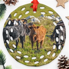 Cows At Countryside, Maldonado Department, Uruguay Ornament (round Filigree)