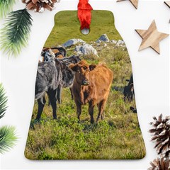 Cows At Countryside, Maldonado Department, Uruguay Ornament (bell) by dflcprints