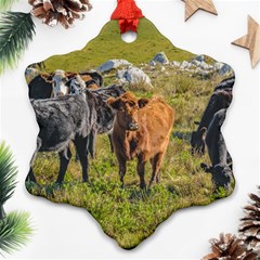 Cows At Countryside, Maldonado Department, Uruguay Snowflake Ornament (two Sides) by dflcprints