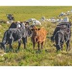 Cows At Countryside, Maldonado Department, Uruguay Deluxe Canvas 14  x 11  (Stretched) 14  x 11  x 1.5  Stretched Canvas