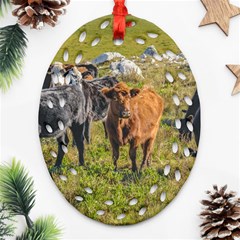 Cows At Countryside, Maldonado Department, Uruguay Oval Filigree Ornament (two Sides) by dflcprints