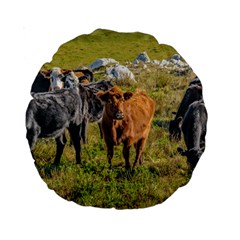 Cows At Countryside, Maldonado Department, Uruguay Standard 15  Premium Round Cushions