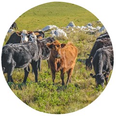 Cows At Countryside, Maldonado Department, Uruguay Wooden Bottle Opener (round) by dflcprints