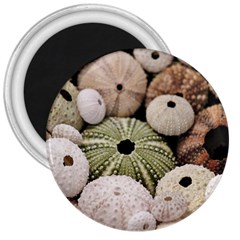 Sea Urchins 3  Magnets by TheLazyPineapple