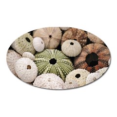 Sea Urchins Oval Magnet by TheLazyPineapple