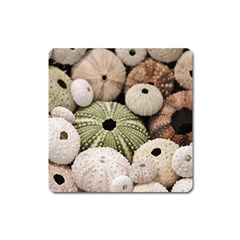 Sea Urchins Square Magnet by TheLazyPineapple