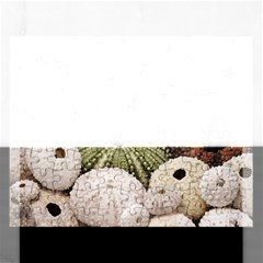 Sea Urchins Rectangular Jigsaw Puzzl by TheLazyPineapple