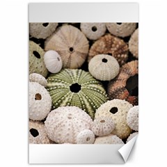 Sea Urchins Canvas 12  X 18  by TheLazyPineapple