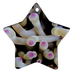 Sea Anemone Ornament (star)