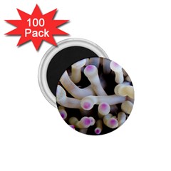 Sea Anemone 1 75  Magnets (100 Pack)  by TheLazyPineapple