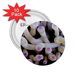 Sea Anemone 2 25  Buttons (10 Pack)  by TheLazyPineapple