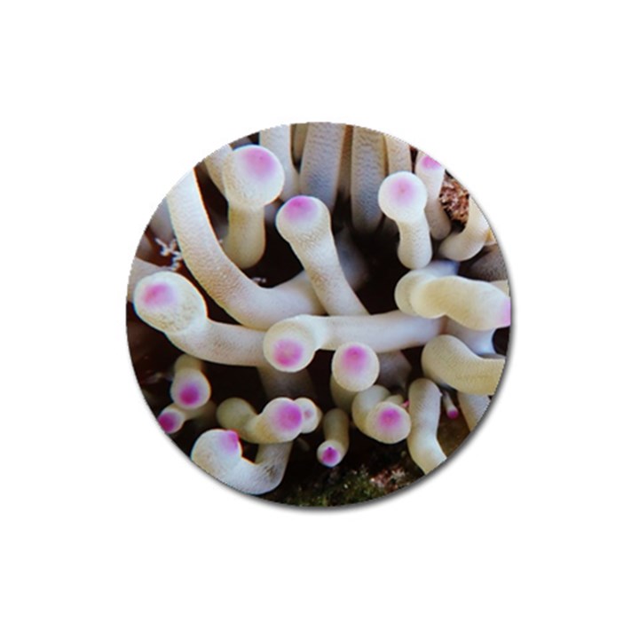 Sea Anemone Magnet 3  (Round)