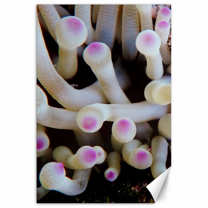 Sea Anemone Canvas 20  x 30 