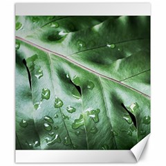 Green Wet Rain Water Drops Plant Canvas 20  X 24  by Vaneshart