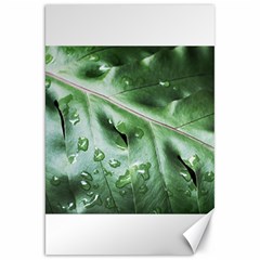 Green Wet Rain Water Drops Plant Canvas 20  X 30 