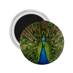 Peacock Feathers Bird Nature 2 25  Magnets by Vaneshart