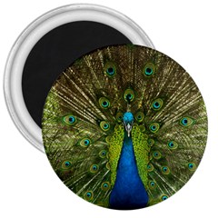 Peacock Feathers Bird Nature 3  Magnets by Vaneshart