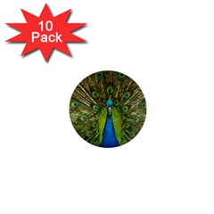 Peacock Feathers Bird Nature 1  Mini Buttons (10 Pack)  by Vaneshart