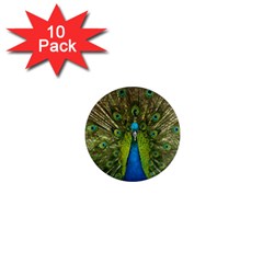 Peacock Feathers Bird Nature 1  Mini Magnet (10 Pack)  by Vaneshart