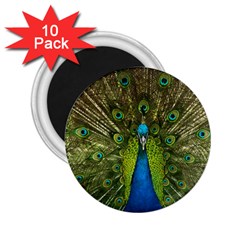 Peacock Feathers Bird Nature 2 25  Magnets (10 Pack)  by Vaneshart