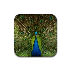 Peacock Feathers Bird Nature Rubber Coaster (square)  by Vaneshart