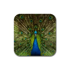 Peacock Feathers Bird Nature Rubber Square Coaster (4 Pack)  by Vaneshart