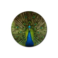 Peacock Feathers Bird Nature Rubber Coaster (round)  by Vaneshart