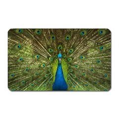 Peacock Feathers Bird Nature Magnet (rectangular) by Vaneshart