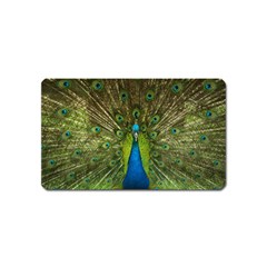 Peacock Feathers Bird Nature Magnet (name Card) by Vaneshart