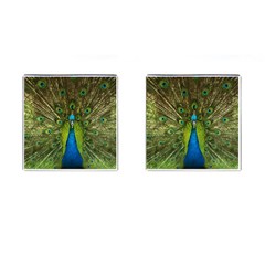 Peacock Feathers Bird Nature Cufflinks (square) by Vaneshart