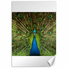 Peacock Feathers Bird Nature Canvas 20  X 30 