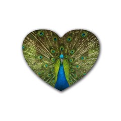 Peacock Feathers Bird Nature Heart Coaster (4 Pack)  by Vaneshart