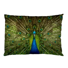 Peacock Feathers Bird Nature Pillow Case (two Sides) by Vaneshart