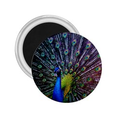 Peacock Colors Bird Colorful 2 25  Magnets by Vaneshart