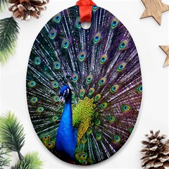 Peacock Colors Bird Colorful Ornament (Oval)