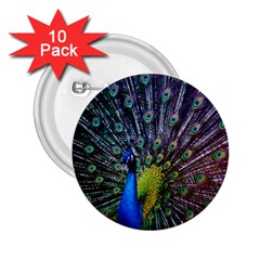 Peacock Colors Bird Colorful 2.25  Buttons (10 pack) 