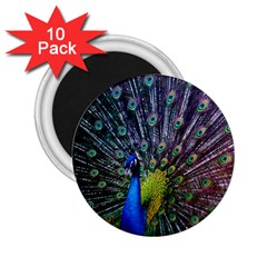 Peacock Colors Bird Colorful 2.25  Magnets (10 pack) 