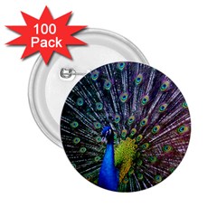 Peacock Colors Bird Colorful 2.25  Buttons (100 pack) 