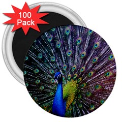 Peacock Colors Bird Colorful 3  Magnets (100 pack)