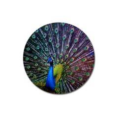 Peacock Colors Bird Colorful Magnet 3  (Round)