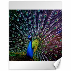 Peacock Colors Bird Colorful Canvas 12  X 16  by Vaneshart